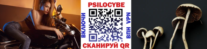 Псилоцибиновые грибы Psilocybine cubensis  купить   Скопин 